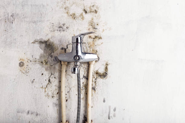 Best Kitchen Mold Remediation in Zumbrota, MN