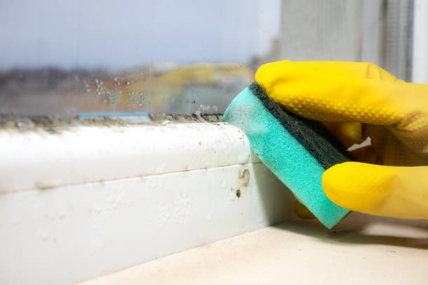 Professional Mold Remediation in Zumbrota, MN