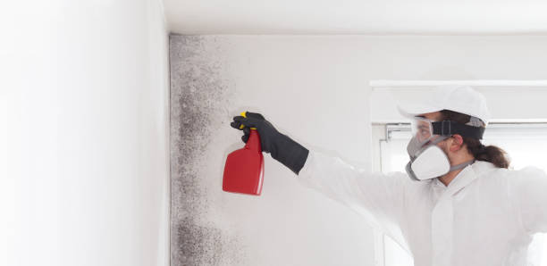 Best White Mold Remediation in Zumbrota, MN