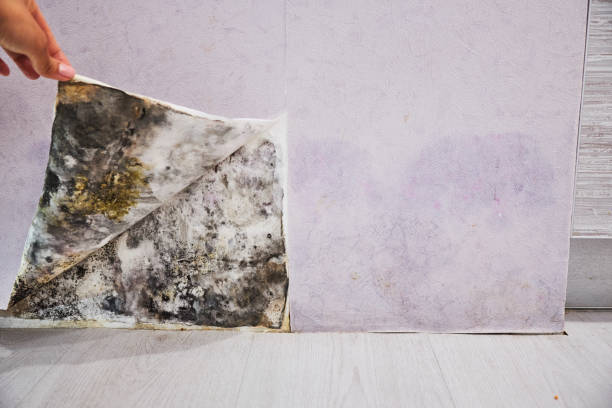 Best Localized Mold Remediation (e.g., coastal areas, humid climates) in Zumbrota, MN